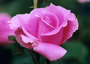 flor05.jpg (12363 bytes)