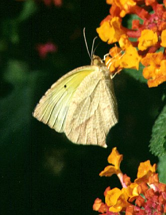 borboleta.jpg (32737 bytes)